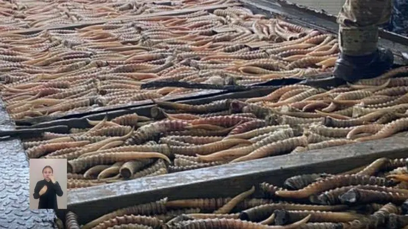 рога сайги, браконьерство, МВД