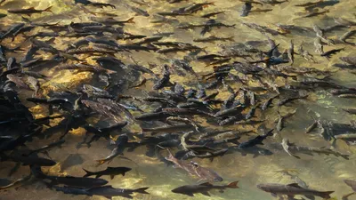 рыбоводство, разведение рыбы