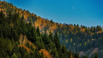 Лес, деревья, горы