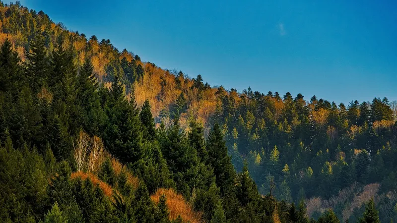 Лес, деревья, горы