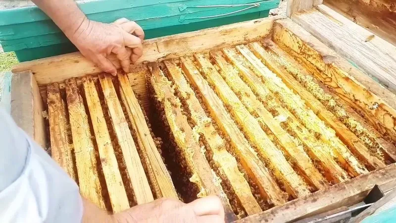 мед, пчелы, транзит