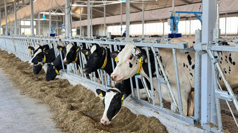 Корова, коровы, крупный рогатый скот, скотоводство, фермерское хозяйство, животноводство, ферма