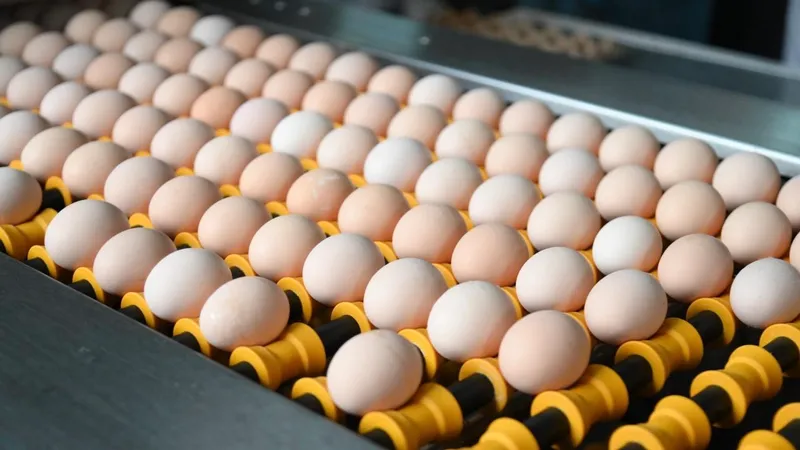 Птицеводство, птицефабрика, птицы, курица, яйца, клеточная батарея, яичные куры