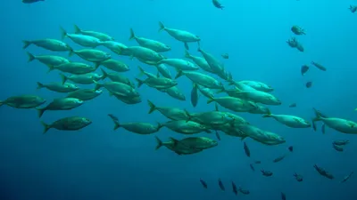 Рыбы в озере