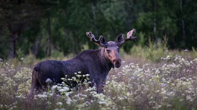Лось в поле