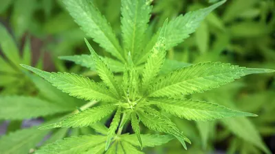 марихуана, наркотическое вещество