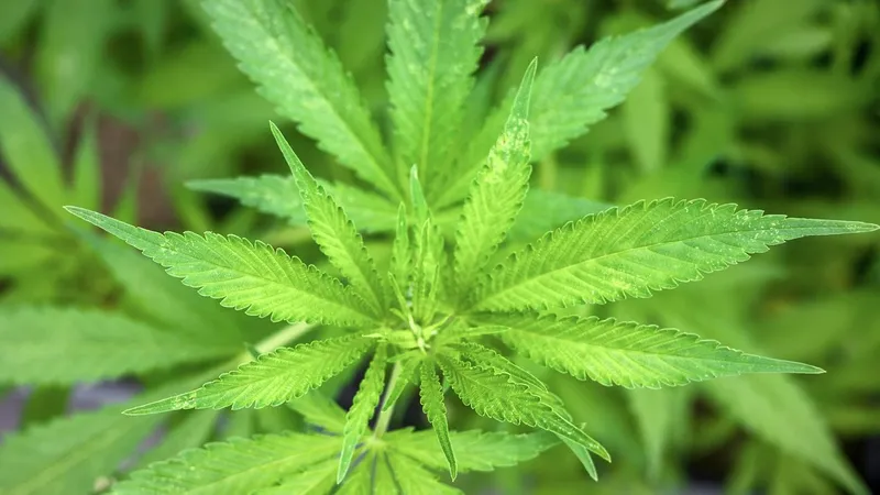 марихуана, наркотическое вещество