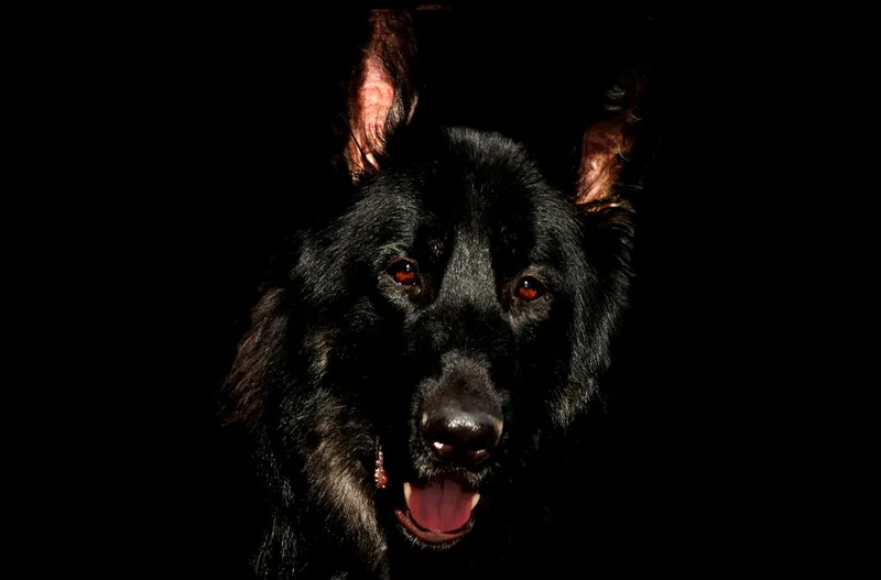 Собака, служебная собака, овчарка