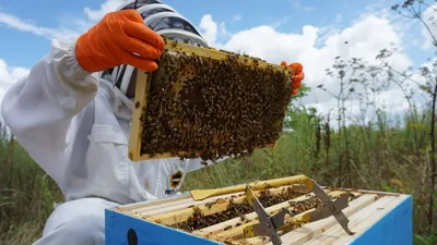 производство меда, пчеловодство