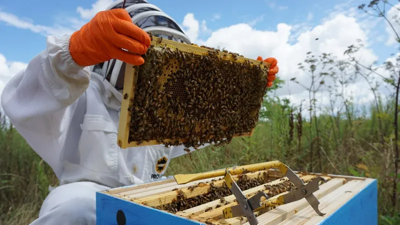 производство меда, пчеловодство