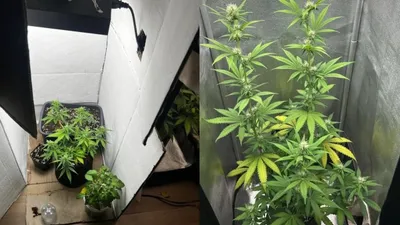 Нарколаборатория, наркопреступления