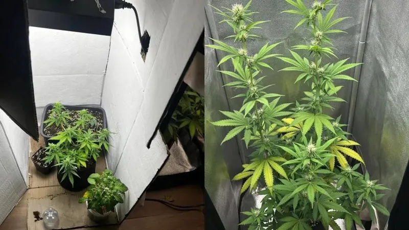 Нарколаборатория, наркопреступления