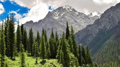 горы, облака, лес