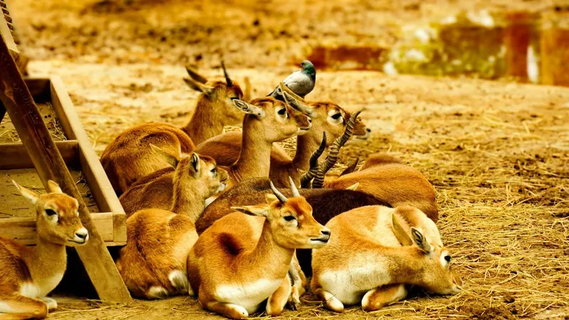 Джейран, охота, браконьерство