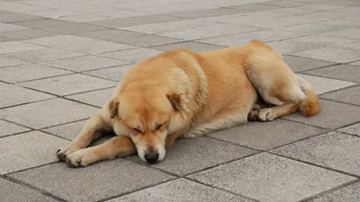 Собака бродячая