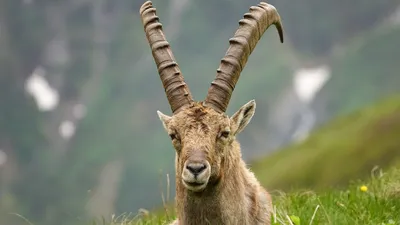 горный козел