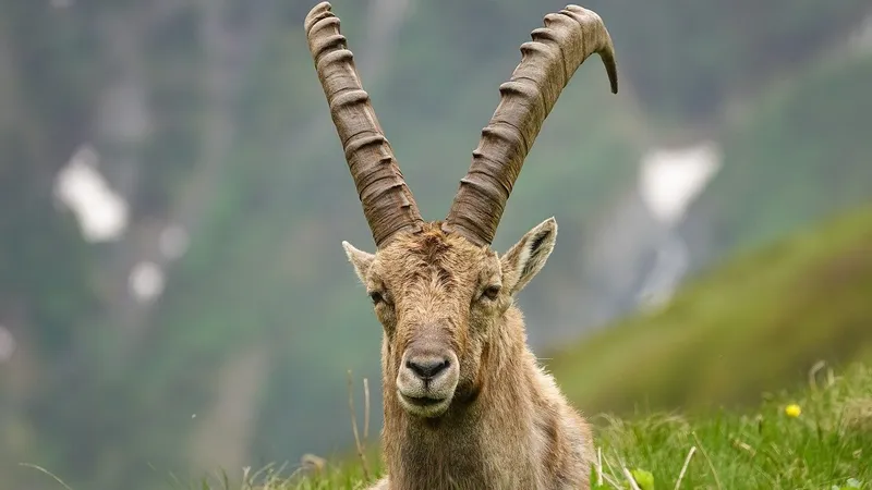 горный козел