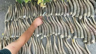 Рога сайгака