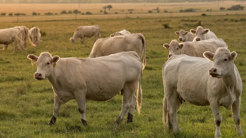 Скот, скотокрадство, коровы