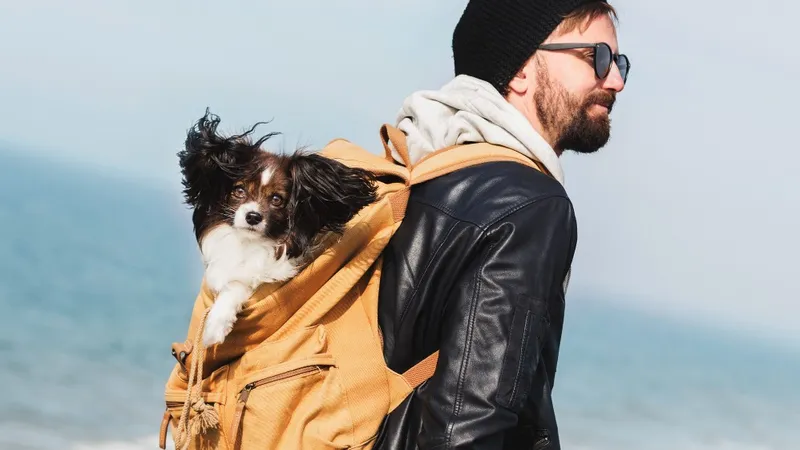 собака, путешествие