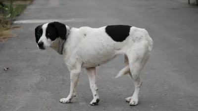 Бродячая собака