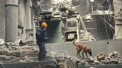 спасатель, собака, МЧС, пожар