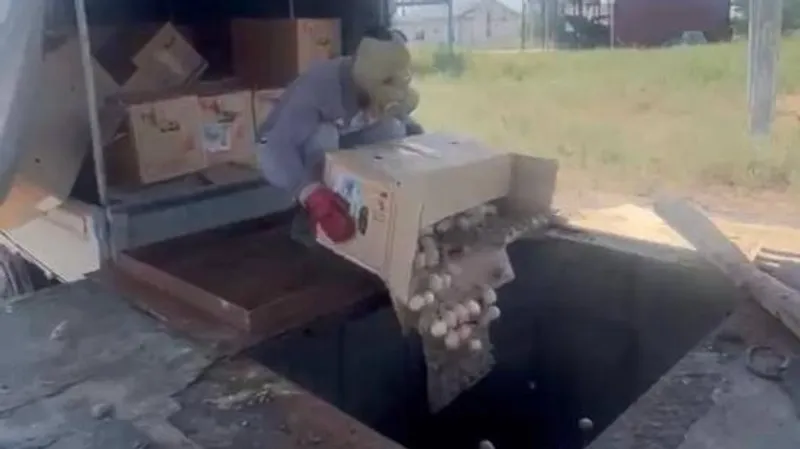 Яма Беккари, Яйца