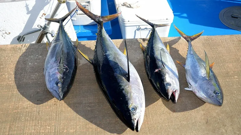 морская рыба