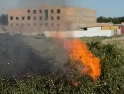 Сожжение конопли