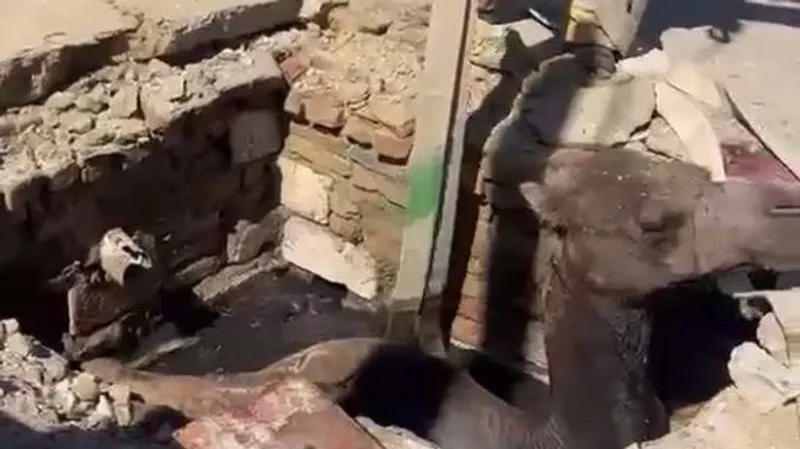 верблюд, МЧС