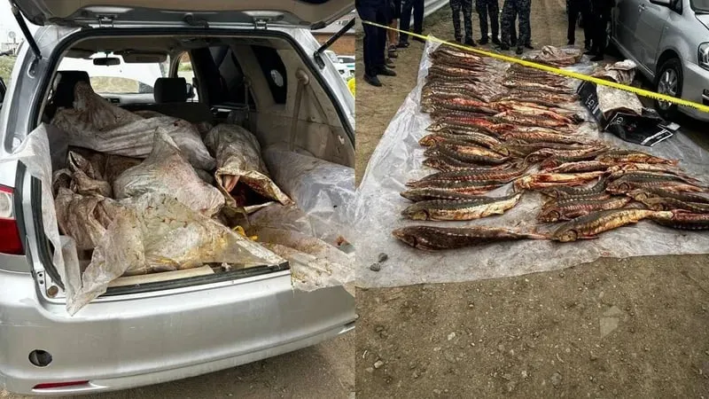 Атырау, осетр, браконьеры