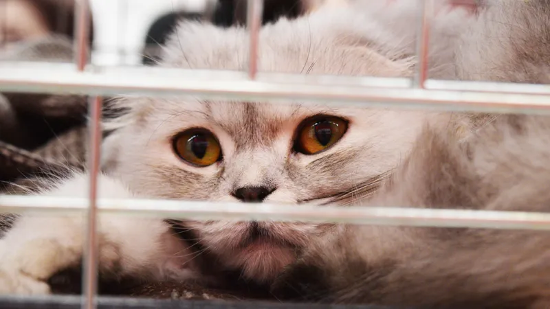 Кот в клетке, приют для животных